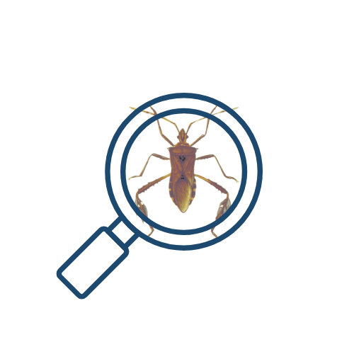 Bug Finder